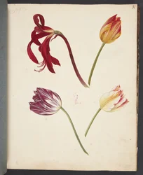 Estudo de tulipas