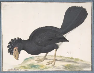 Um mutum-preto, s.d.