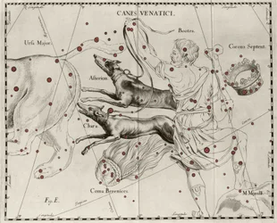 A constelação Canes Venatici, Cães de Caça. Placa retirada de "Firmamentum Sobiescanum sive Uranographia" de Johannes Hevelius ou Hevel (1611-1687)