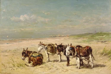 Burros na praia