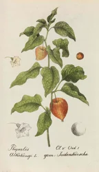 Coleção de plantas suíças, 1825-1846.