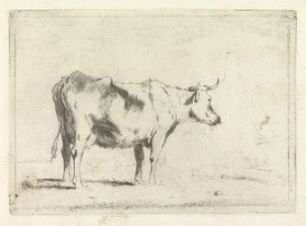 Vaca, à direita