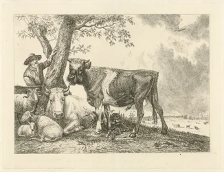 Touro e agricultor