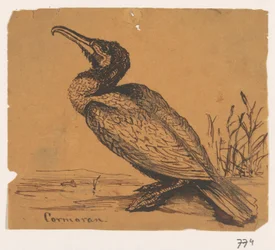 Aalscholver
Cormoran (título sobre o objecto)