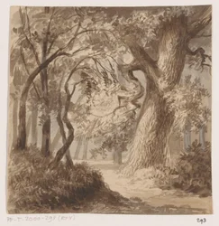 paisagem da floresta