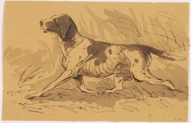 cachorro de caça