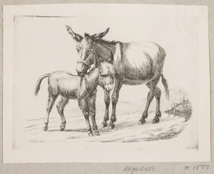 Um burro com seu potro