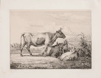 Vacas no campo