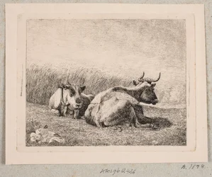 Duas vacas de descanso