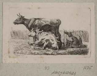 Três vacas