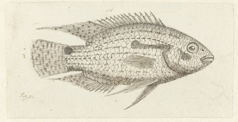 Peixe tropical Chromis epse