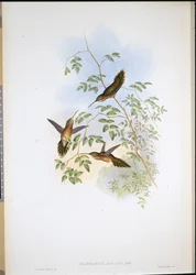 Eremita de Adolph (Phaethornis Adolphi) (litografia colorida à mão)