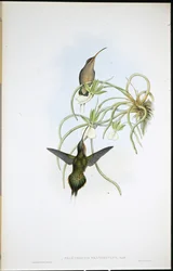 Eremita Aliada (Phaethornis Fraterculus) (litho colorido à mão)