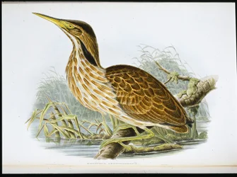 American Bittern (Botaurus Lentiginosus) (litho colorido à mão)