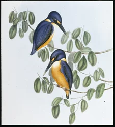 Azure Kingfisher (Alcyone Azurea) (cor da mão, litho)