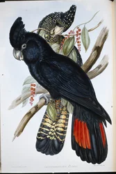 Cacatua-negra-de-cauda-vermelha (Calyptorhynchus banksii)