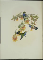 Beija-flor Esmeralda de Bartlett (Agyrtria Bartletti) (litho de cor de mão)