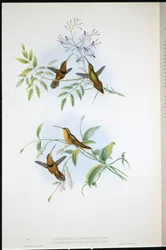 Eremita Cintada (Phaethornis Nigrocinctus) e Eremita Episcopal (Phaethornis Episcopus) (litho colorido à mão)