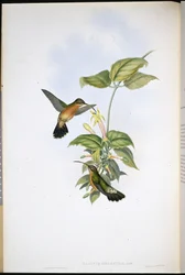 Eremita-de-cauda-preta (Glaucis melanura)