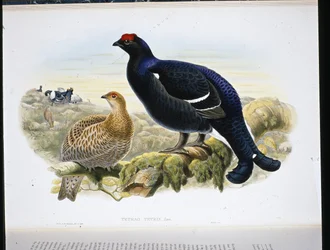 Black Grouse (Tetrao Tetrix) (litografia colorida à mão)