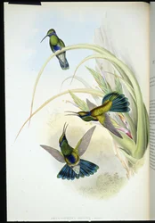 Violeta boliviana (Petasophora Iolata) (litho colorido à mão)