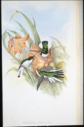 Fada Brasileira (Heliothrix Auriculatus) (Litho colorido à mão)