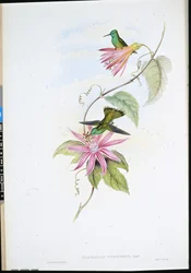 Esmeralda de testa Brilhante (Thaumatias Nitidifrons) (litho colorido à mão)
