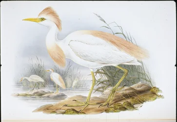Buff-backed Heron (Bubulcus Rassatus) (litho cor de mão)