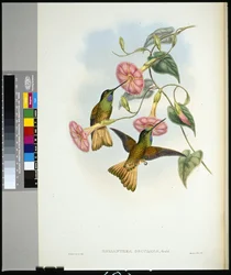 Buff-tailed Star-frontlet (helianthea osculans) (litho colorido à mão)