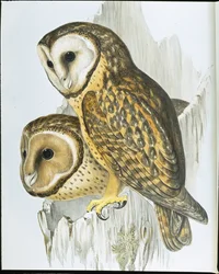 Coruja de Castanops (Strix Castanops) (litho cor de mão)