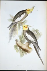 Periquito Cockatoo (Nymphicus Novae-Hollandiae ) (litho colorido à mão)