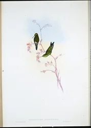 Esmeralda colombiana (Chlorostilbon Angustipennis) (cor da mão)