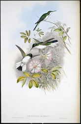 Fada Colombiana (Heliothrix Barroti) (litografia colorida à mão)