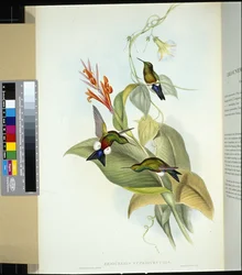Perna de barriga de cobre (eriocnemis cupreiventris) (litho colorido à mão)