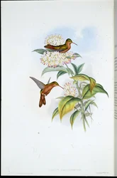 Amazili (Amazilia Corallirostris) (litografia colorida à mão)