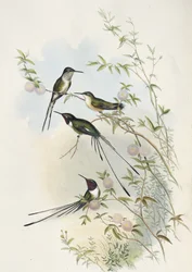 Cora