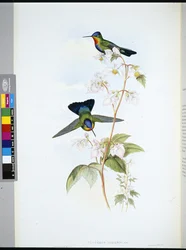 Beija-flor da Costa Rica (Panterpeinsignis) (litho colorido à mão)