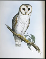 Coruja Delicada (Strix Delicatulis) (litho colorido à mão)