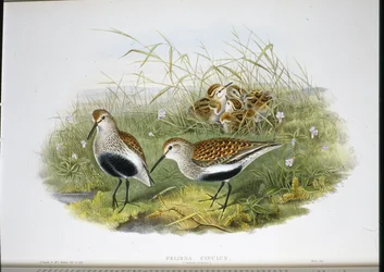 Dunlin (Pelidna Cinclus) (cor da mão)