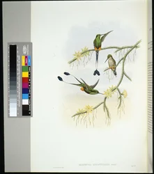 Ecuador Racket-tail (spathura solstitialis) (cor da mão litho)