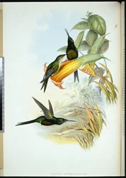 Imperatriz Beija-flor (Eugenia Imperatrix) (litografia colorida à mão)