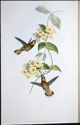Beija-flor-barbudo-de-cauda-fulva (Threnetes cervinicauda)