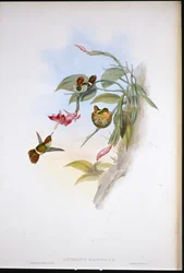 Coquette (Lophornis Magnificus) (litho colorido à mão)