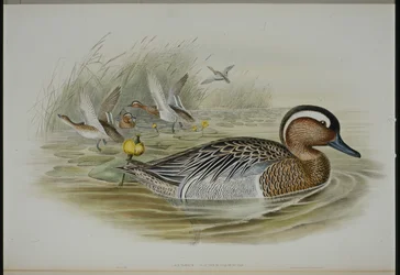 Garganey (Qeurquedula Circia) (litho colorido à mão)
