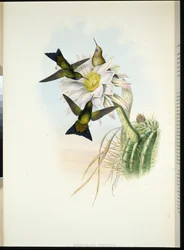 Glowing Puff-leg (Eriocnemis Vestitus) (litho colorido à mão)