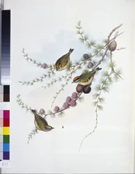 Goldcrest (Regulus Regulus Regulus) (litho colorido à mão)