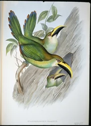 Tucano de Groovebill verde-ouro (Aulacoramphus Prasinus) (litho colorido à mão)