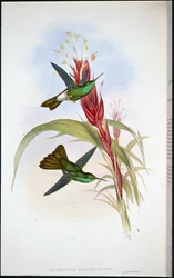 Beija-flor emplumado de cauda dourada (Hypuroptila Urochrysia)