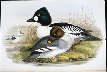 Olho Dourado (Clangula Glaucion) (litho colorido à mão)