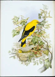 Oriole dourado (Oriolus Galbula) (Litho colorido à mão)